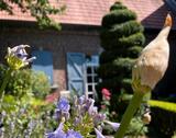 Foto - Einfamilienhaus in Gangelt zum Kaufen