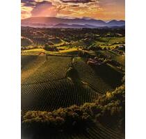 hochwertiges EFH mit ELW in Alsheim zu verkaufen