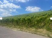 Foto - Weinberg zu verpachten, mit Genehmigung für Hüttenbau