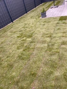 Foto - Reihenhaus in Celle zur Miete