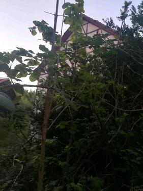 Foto - Einfamilienhaus in Eisenach