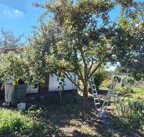 gepflegter Kleingarten in Greifswald