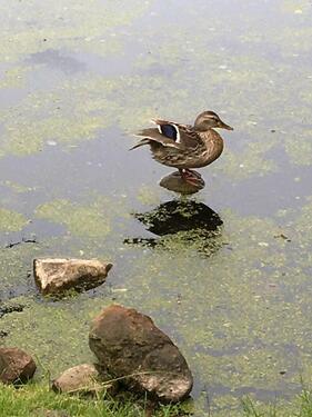 Foto - 1 Zimmer Etagenwohnung zur Miete in Dassow