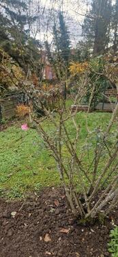 Foto - Einfamilienhaus in Stuttgart zum Kaufen