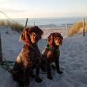 Foto - Tolle Ostsee-Ferienwohnung für 2-4 Personen , gern mit Hund
