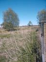 Foto - landwirtschaftliche Wiese zu verpachten in der WINGST