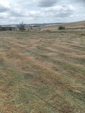 Foto - Grundst&uuml;ck zur Miete in Bad Bibra