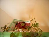 Foto - 