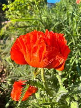 Foto - 