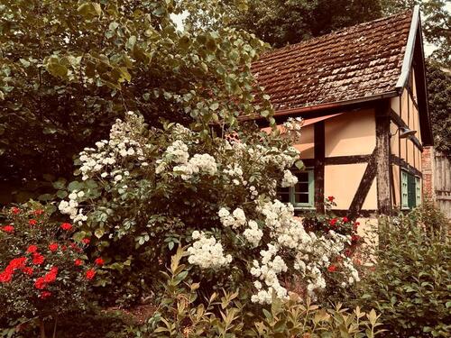 Foto - Idyllisches Ferienhaus Nähe Dümmer See 
