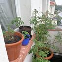 Foto - 