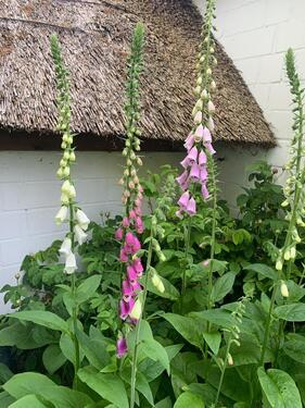 Foto - Einfamilienhaus zum Kaufen in Horst (Holstein)