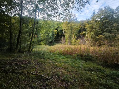 Foto - Idyllisches Waldgrundstück mit Bachlauf und Teich Fockenbachtahl