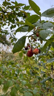 Foto - Grundstück zur Miete in Penzlin