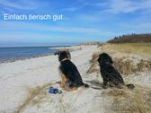 Foto - Ferienwohnung Urlaub mit Hund Ostsee Wendtorf bei Laboe ab