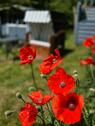 Foto - andere in Risum-Lindholm
