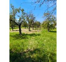 Streuobstwiese in Rommelshausen zu verpachten - Kernen im Remstal