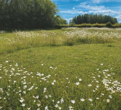 Foto - Wiese in Lügde zur Freizeitnutzung