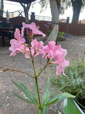 Foto - 10 Zimmer Einfamilienhaus in Klötze