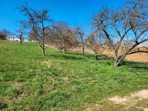 Foto - Baumgrundstück Streuobstwiese Gundelsheim Höchstberg
