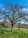 Foto - Grundst&uuml;ck in Gundelsheim zur Miete