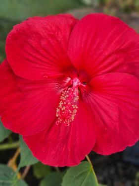 Foto - Kleingarten abzugeben - 2.800,00 EUR Kaltmiete, ca.  0,00 m²