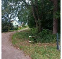 Waldgrundstück zur Pacht in der Nähe von HGW - Greifswald Eldena