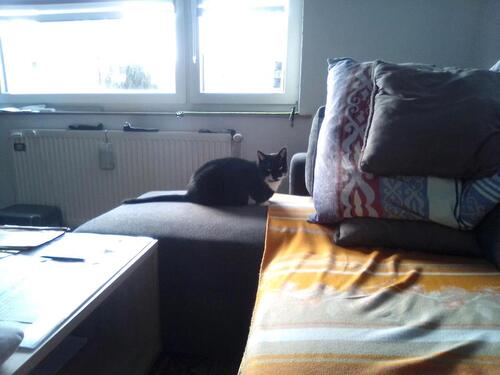 Foto - 2 Zimmer Erdgeschoßwohnung in Klein Nordende