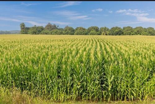 Foto - Landwirtschaftliche Fläche zu verpachten