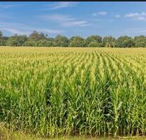 Landwirtschaftliche Fläche zu verpachten - Krefeld