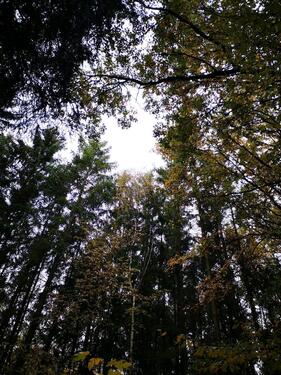 Foto - Wald, Freizeitgrundstück, Bushcraft Survival, Prepper