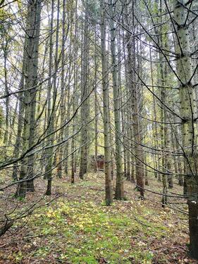 Foto - Grundst&uuml;ck in Hargesheim zur Miete