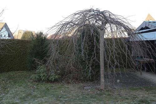 Foto - 7 Zimmer Doppelhaushälfte in Stolberg (Rhld.)