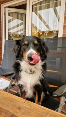 Foto - Mitwohngelegenheit in Ostfriesland