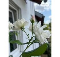 Kleines, wunderschönes Zuhause ( möbeliert ) in bester Lage - Worms Nördliche Vororte