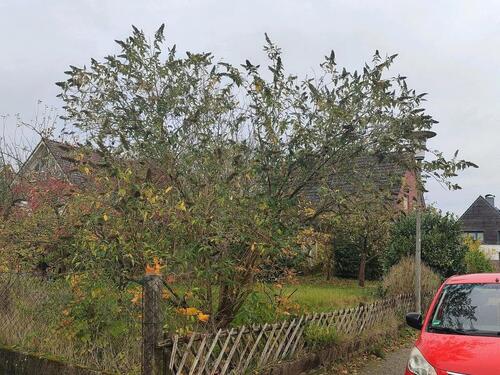 Foto - Einfamilienhaus zum Kaufen in Dülmen