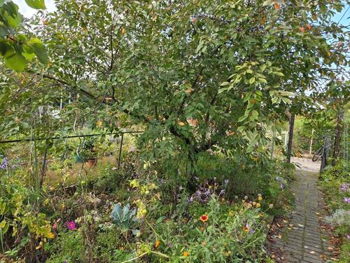 Foto - Grundst&uuml;ck in Halle (Saale)