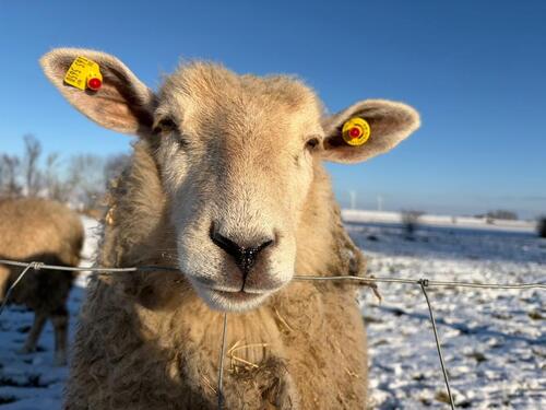 Foto - Grundstück für Tiny House zu verpachten