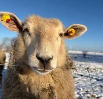 Grundstück für Tiny House zu verpachten - Niebüll