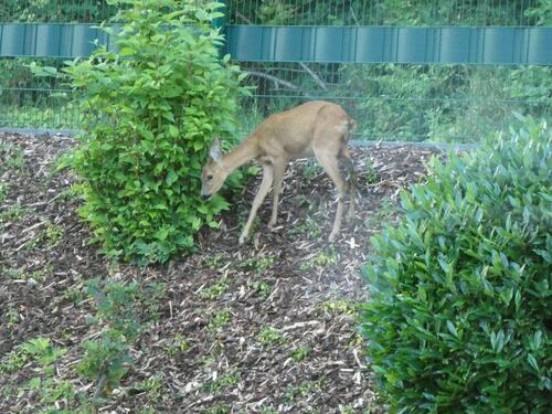Foto - Erdgeschoßwohnung in Olsberg zur Miete