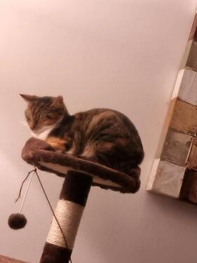 Foto - Einfamilienhaus zu verkaufen - 549.000,00&nbsp;EUR Kaufpreis, ca.&nbsp; 154,00&nbsp;m&sup2;