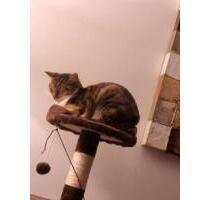 Einfamilienhaus zu verkaufen - 549.000,00&nbsp;EUR Kaufpreis, ca.&nbsp; 154,00&nbsp;m&sup2; in Braunschweig (PLZ: 38108) Wabe-Schunter-Beberbach