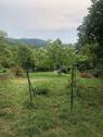 Foto - GartengrundstückGarten zu verpachten