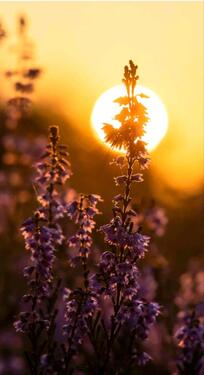 Foto - Wer gibt uns eine Chance auf ein Haus mit Garten