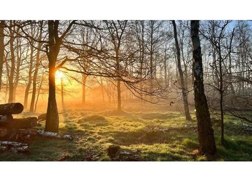 Foto - Ferienwohnung in Bescheid- Wald Hunsrück (Wochenendgebiet)