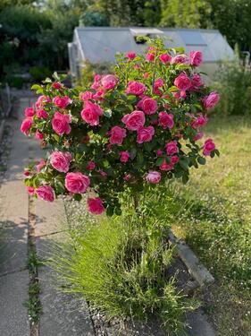 Foto - Grundst&uuml;ck in Rostock