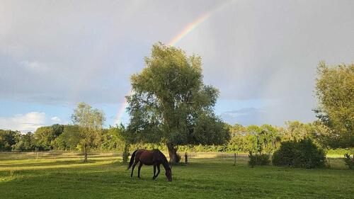 Foto - Pferdeparadies: 2 Wohnhäuser und viel Platz für 25 Pferde auf idyllischem Hof