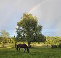 Pferdeparadies: 2 Wohnhäuser und viel Platz für 25 Pferde auf idyllischem Hof - Kleinmachnow