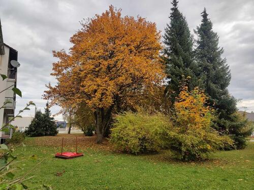 Foto - 3 Zimmer Etagenwohnung in Rottenacker