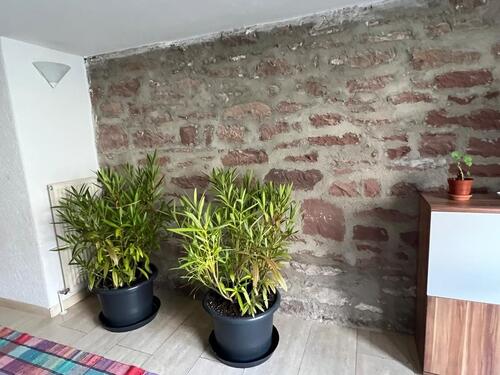 Foto - Mehrfamilienhaus, Wohnhaus in Keltern zum Kaufen